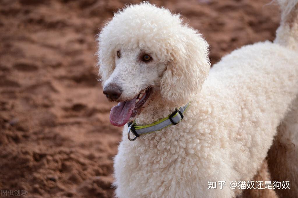 巨型貴賓犬太瘦了怎麼辦