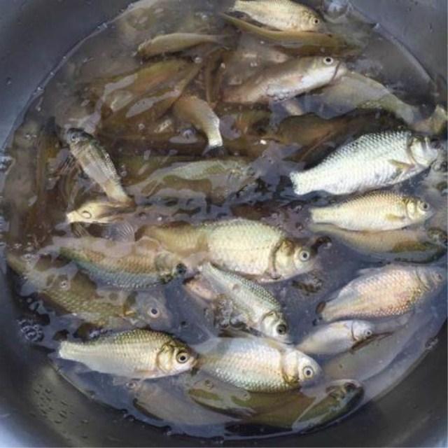 冬末釣鯽魚配餌方法野釣鯽魚用什麼餌