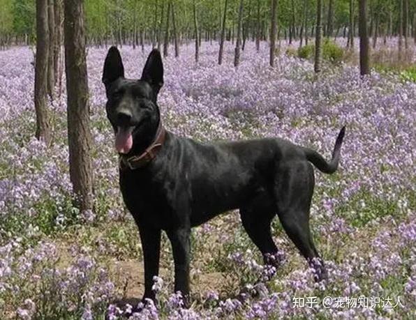 养狗,推荐你养“黑狼犬”,养过的都说好! - 知乎