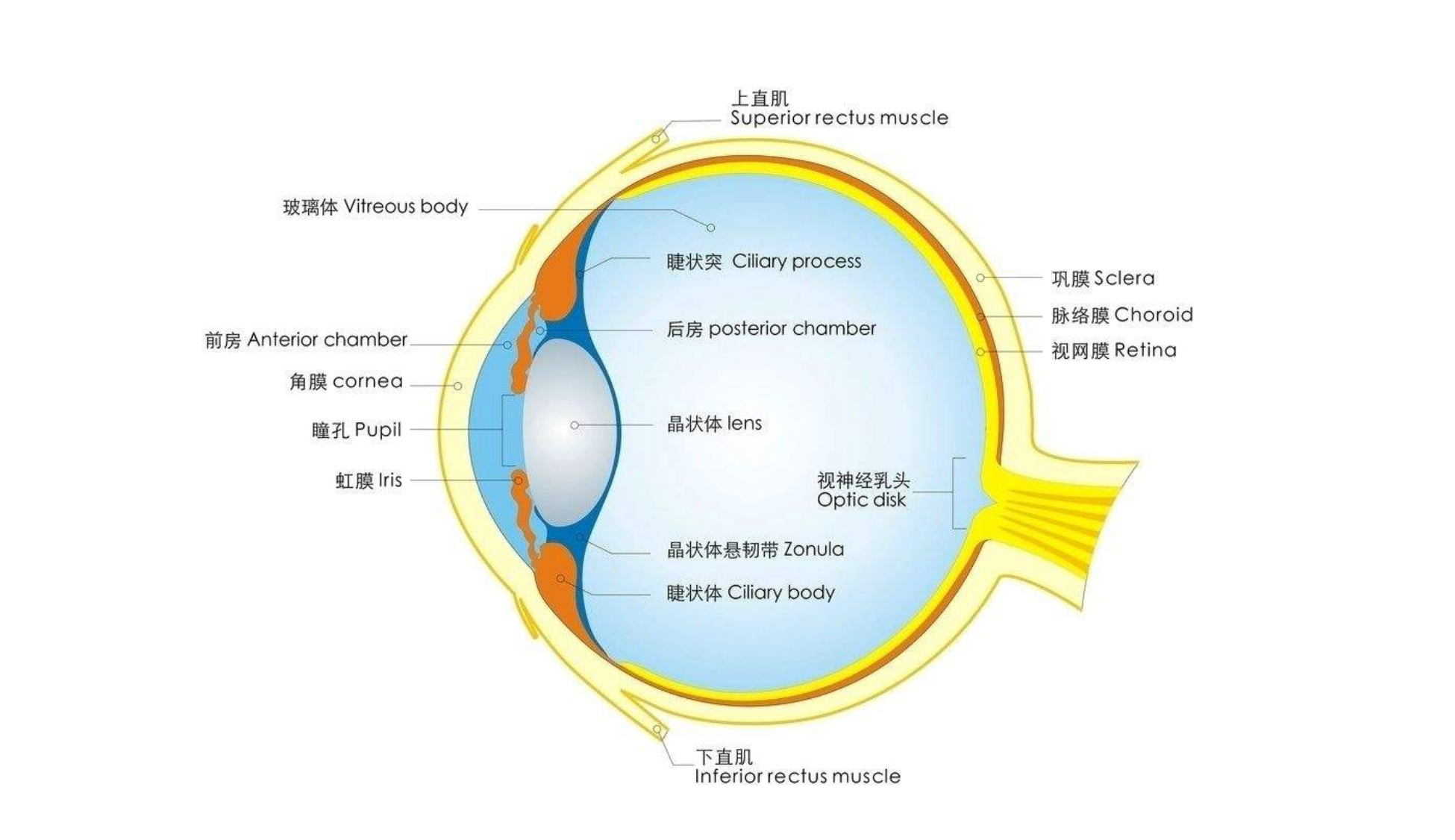 科普:老花眼可以抵消近视度数吗(附原理 知乎