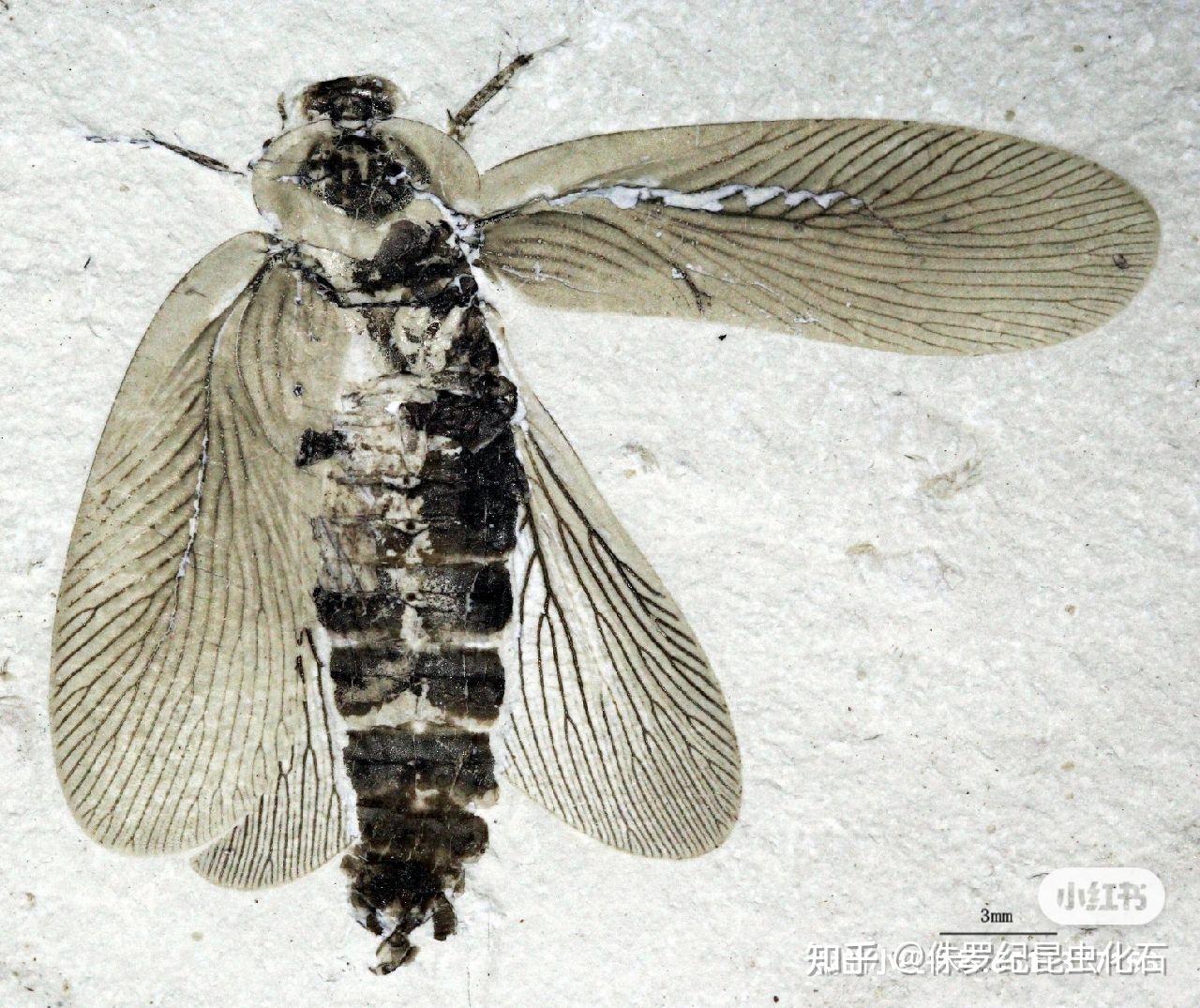 蟑螂化石将蟑螂的地球进化史向前追溯了500万年,研究发现,分布在欧洲