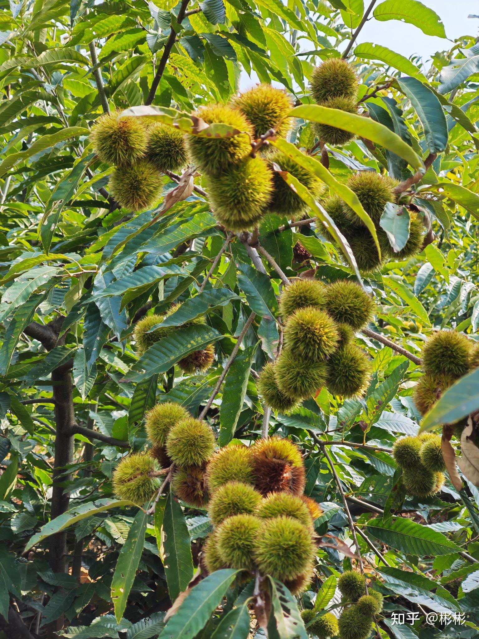 金秋丰收季之摘板栗