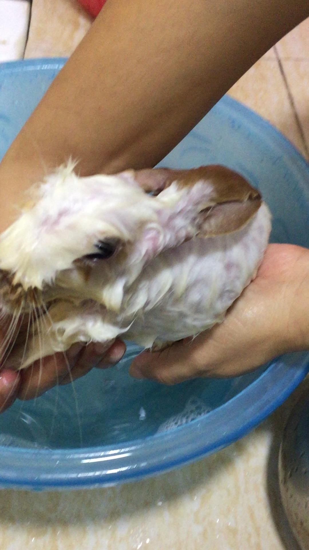 如何正确给兔子洗澡?