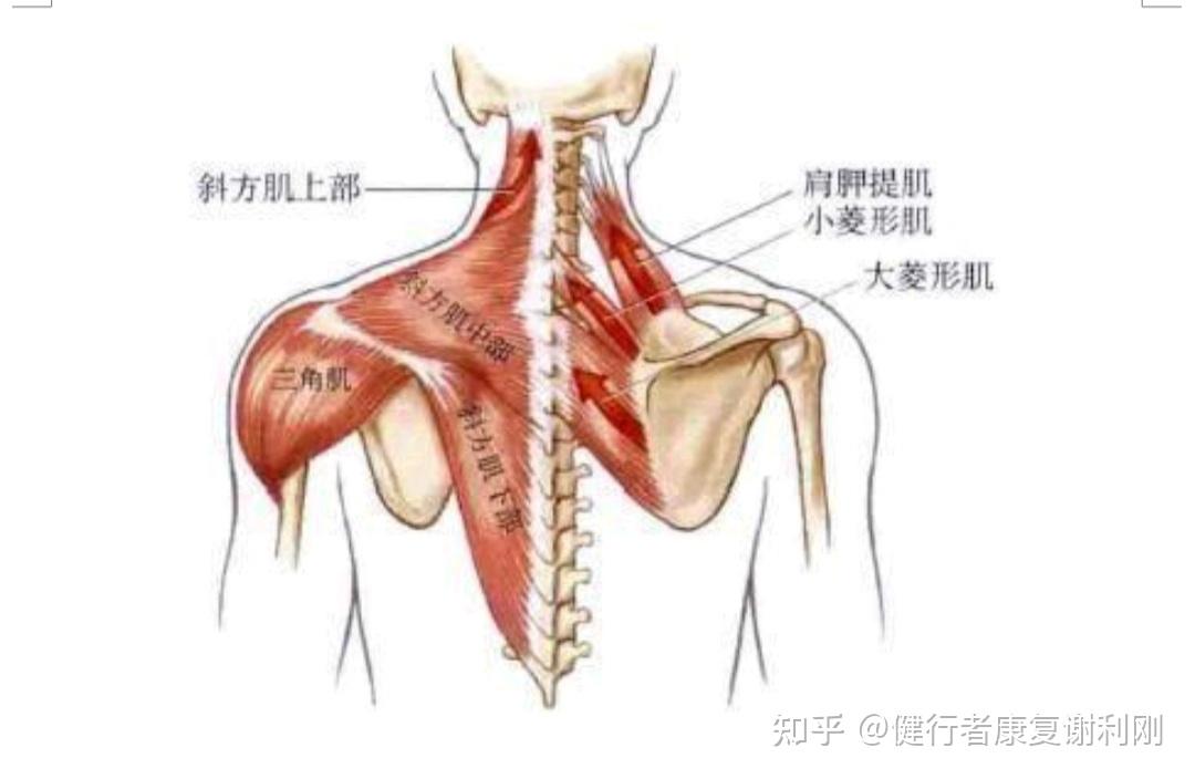 腋缝透胛缝图片