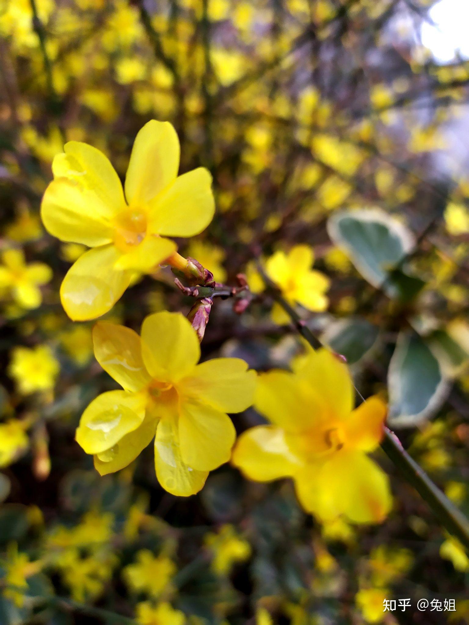 春雨洗礼——迎春花随拍(迎春花花语:相爱到永远)