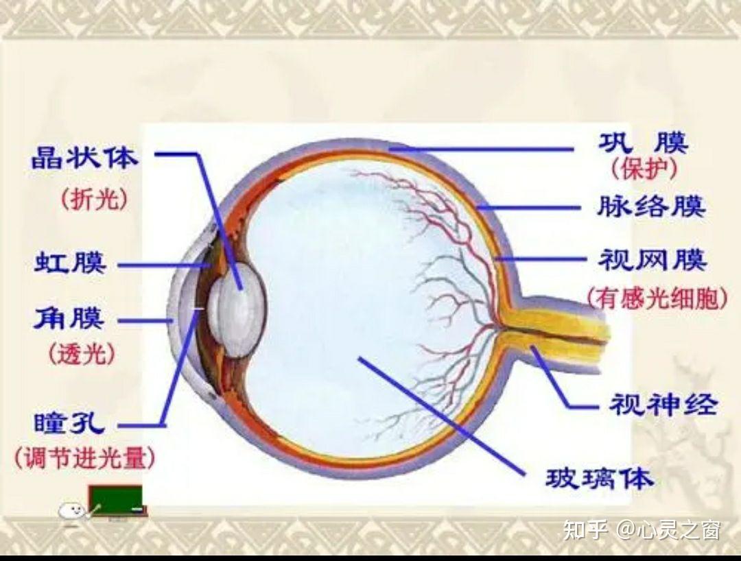 脉络膜是眼球壁中遍布密集血管网的血管层!