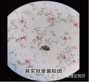 活性污泥微生物镜检知识，读完你就全懂了！ - 知乎