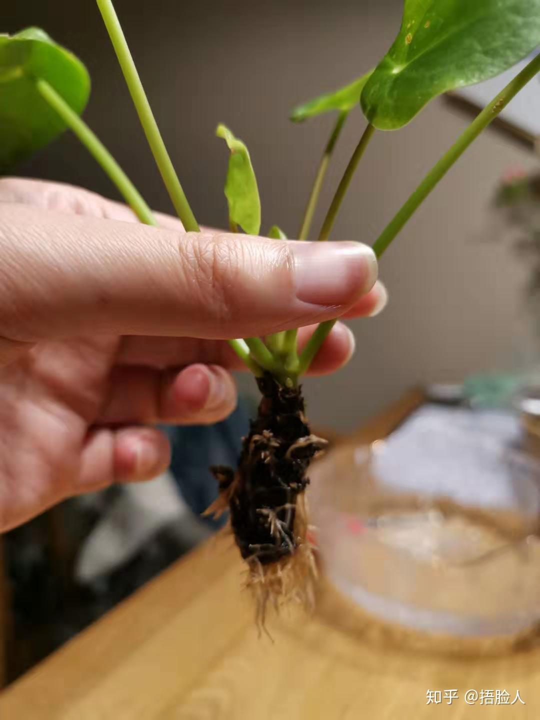 植物刚开始从土培转水培总是养不好，怎么办？ - 知乎