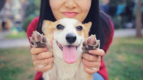 狗狗品种大全 常见的9大犬种 知乎