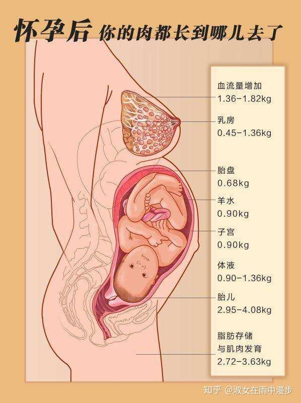 我们先来看看所吃的东西的具体的分布 孕期增重多少不算超标每个孕妈