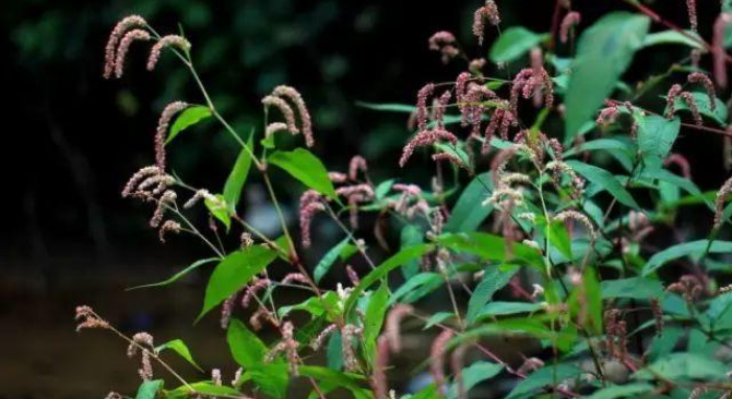 80种 农村的野花野草 还记得它们的名字吗 知乎