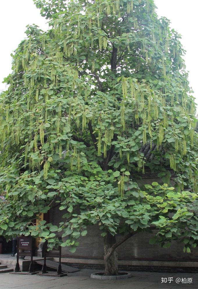 柏  原桑梓,桑梓地,桑梓故里……古人运用这几个词语,跟桑柘,桑榆一样