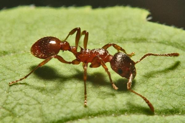 长着巨颚搬运货物并保卫队伍的兵蚁;负责和蚁后交配的雄蚁;还有蚁群的