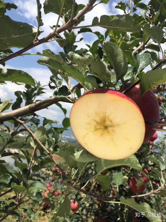 云南昭通丑苹果