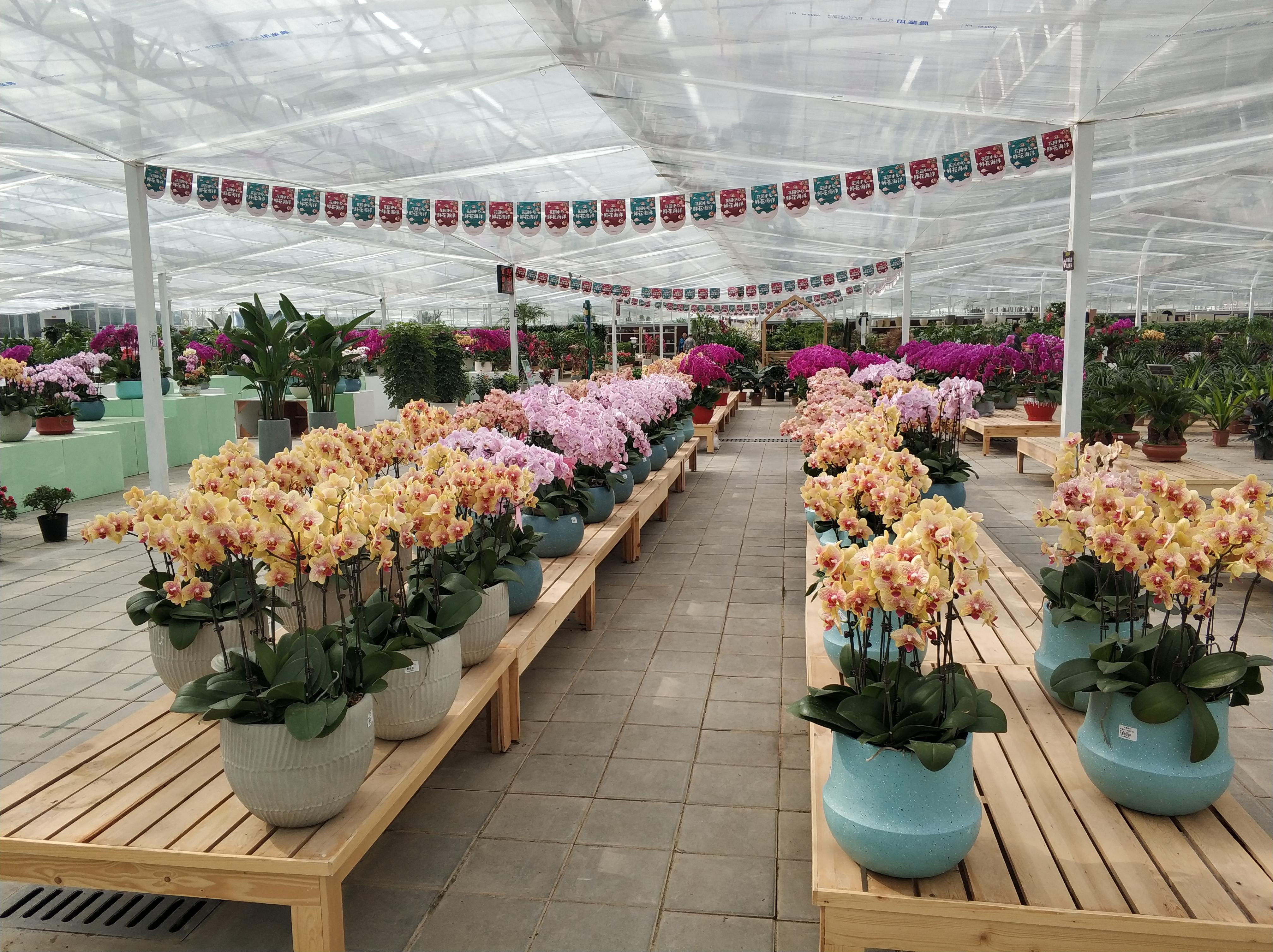 到济南玉合赢花卉产业养殖基地看鲜花