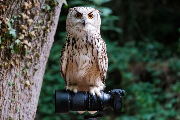 腾龙官宣富士X卡口150-500mm F/5-6.7 Di III VC VXD镜头 - 知乎