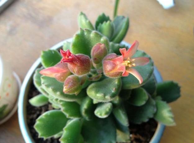 多肉植物熊童子每天认识一款多肉- 知乎