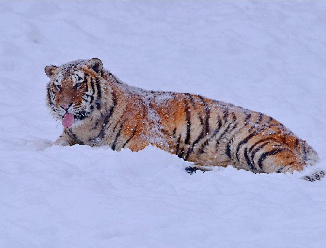 雪地卧虎