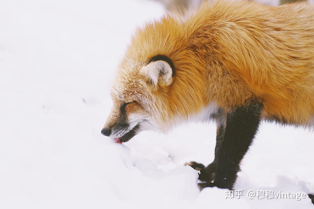 日本東北初體驗狐狸和雪的故事