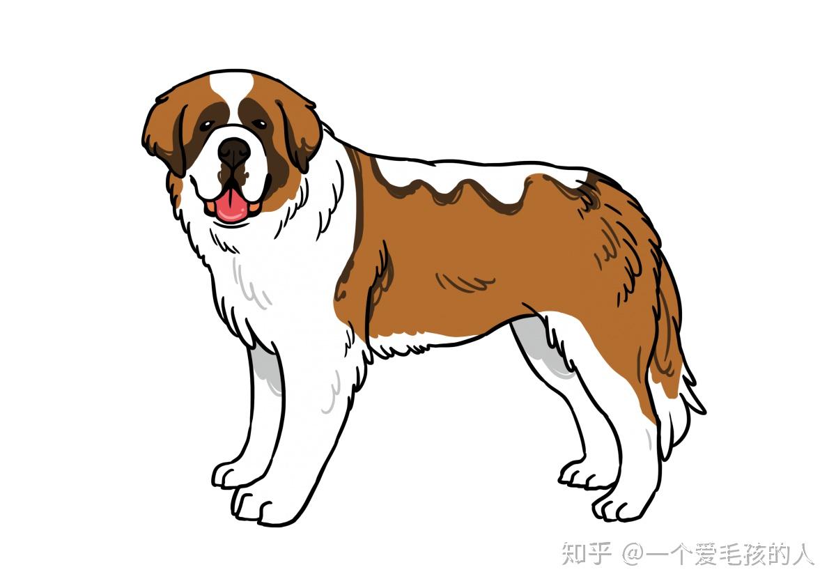 圣伯纳卡通基本资料99类别:搜救犬99原产地:瑞士99身高/体重:61