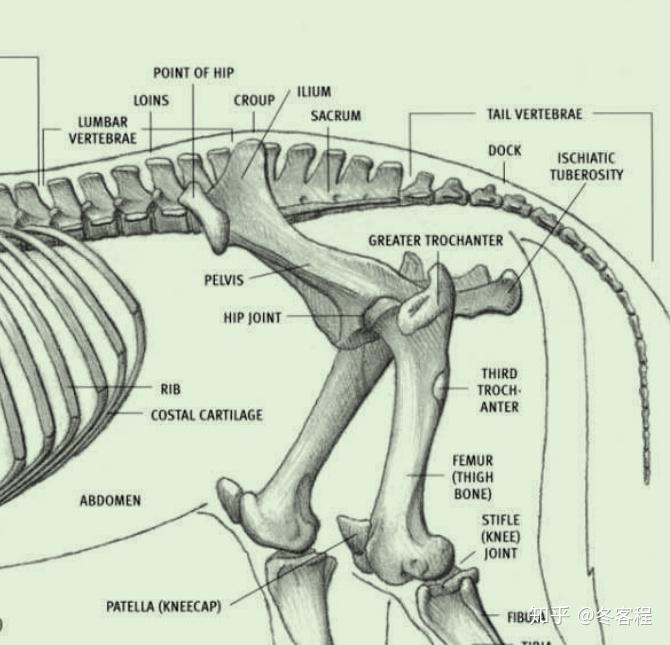 动物骨盆构成图片