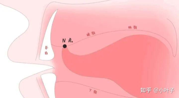舌头还有“官方站位”?小心错误的舌位影响颜值! - 知乎