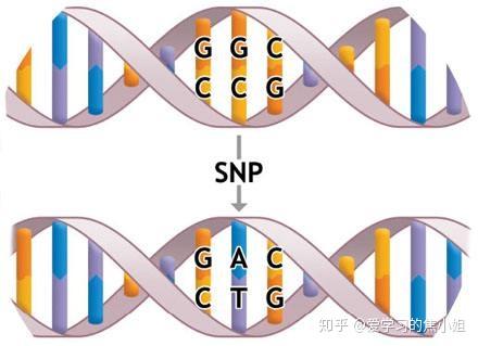 基因突变例子图片图片