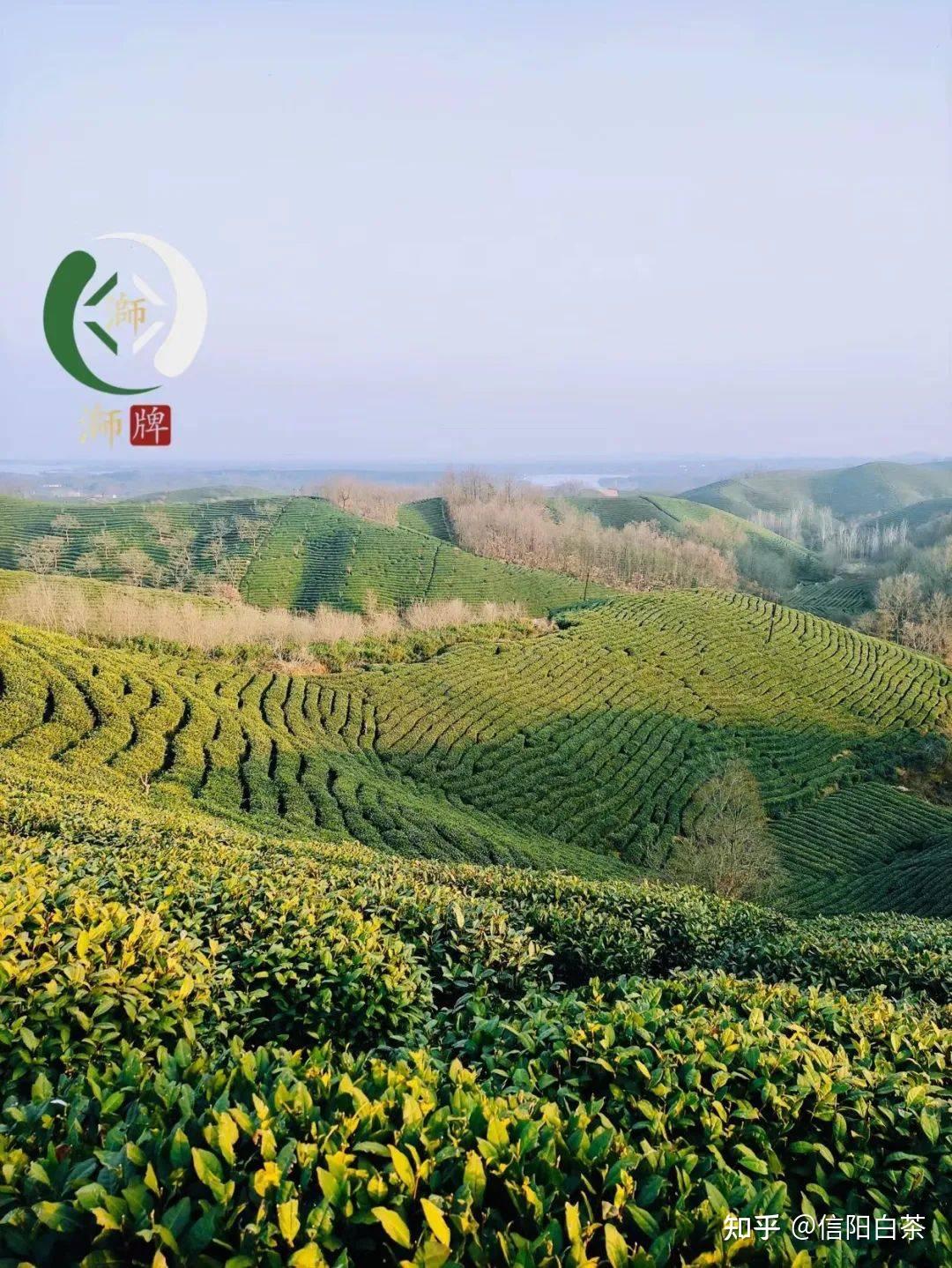 价比黄金的信阳白茶何以稳居江北茶区顶流