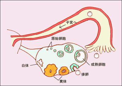 为何进行试管婴儿的女性们容易黄体功能不全 知乎