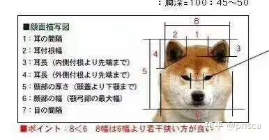 优质柴犬的标准 新手必备 知乎