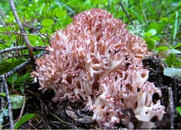 【真菌界全系列-25】伞菌目—珊瑚菌科 - 知乎