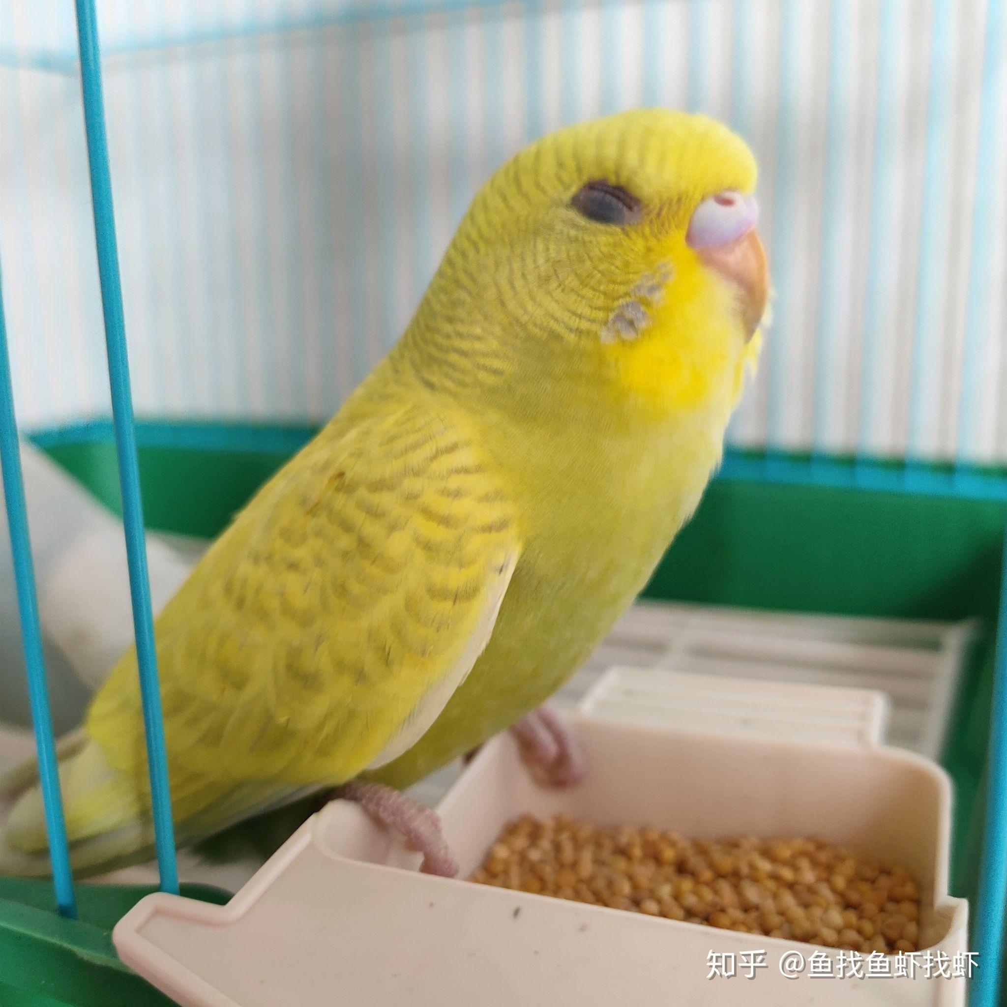 麻烦大佬辨认下虎皮鹦鹉公母?