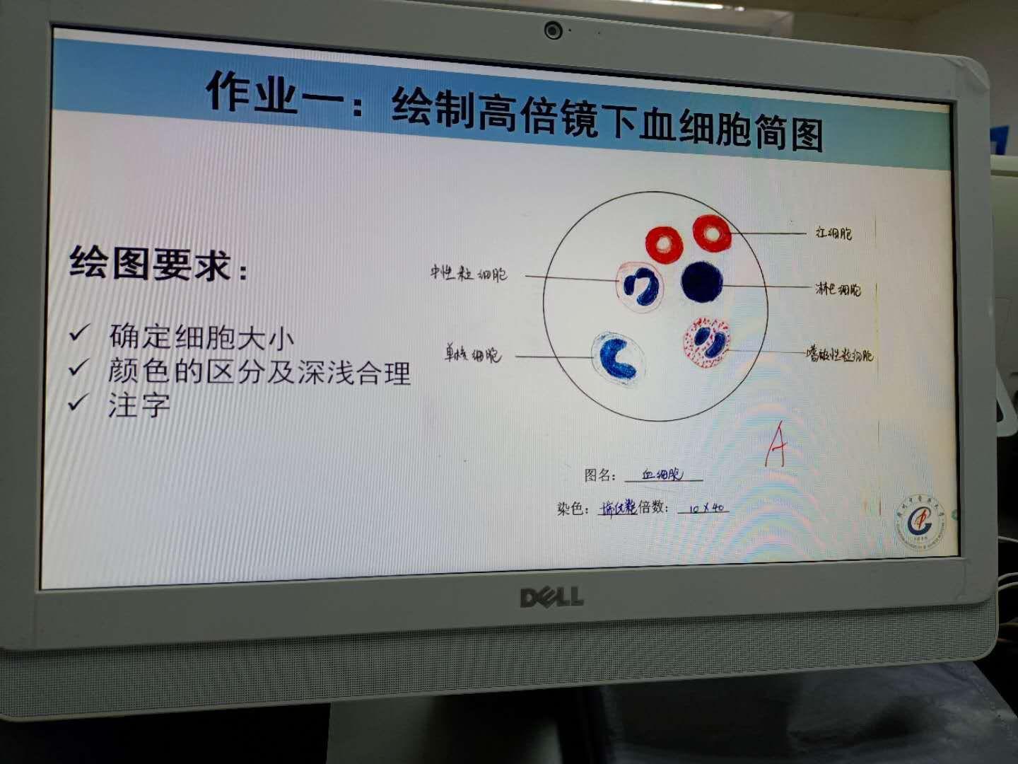 组胚红蓝铅笔画图