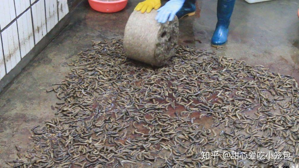 福建的土笋冻,真勇士才不管它是虫还是笋呢! - 知乎
