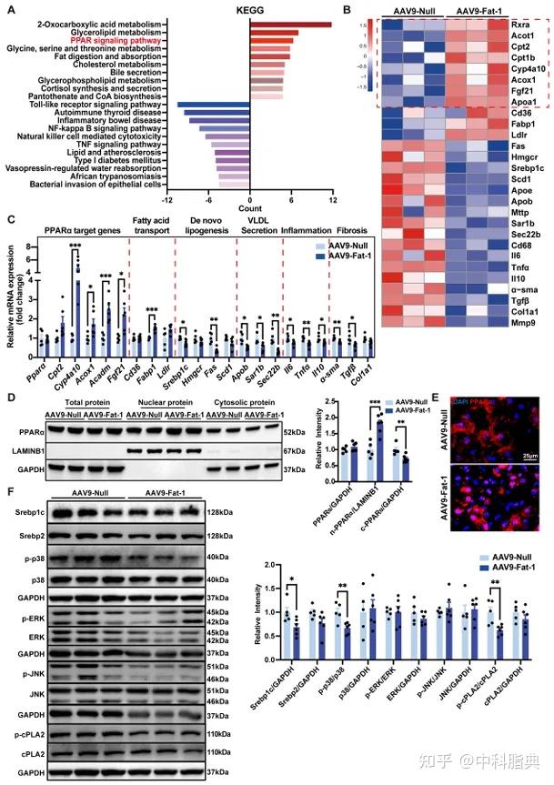 Research:Fat-1通过促进仓鼠PPARα的核定位来改善MAFLD和动脉粥样硬化 - 知乎