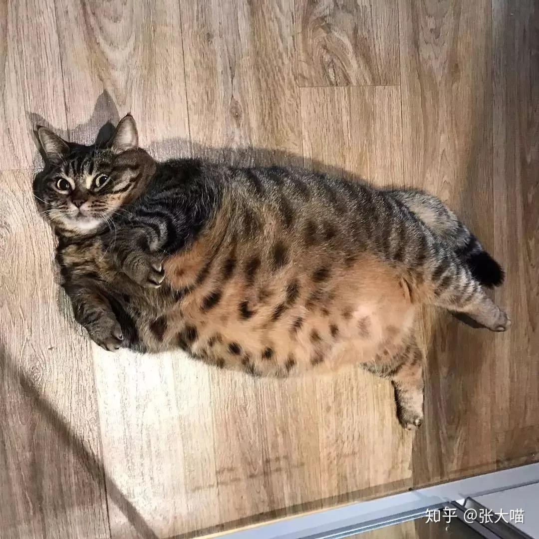 你见过最胖的猫到底有多胖？ - 知乎