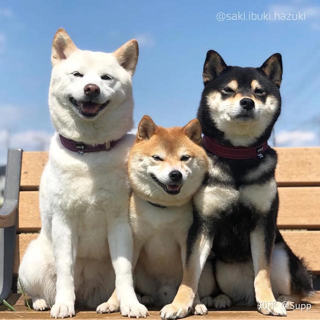 三只柴犬头像图片