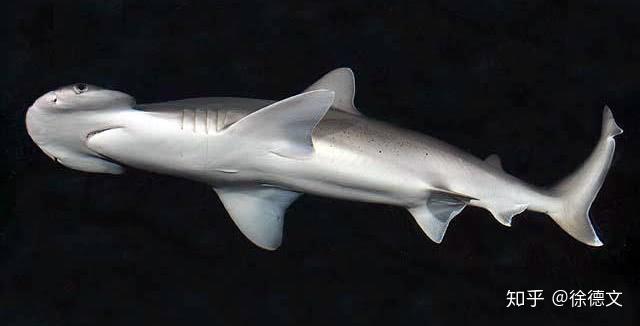 490万头鲨鱼变身佛系,吃素戒荤腥或影响海底生态系统!