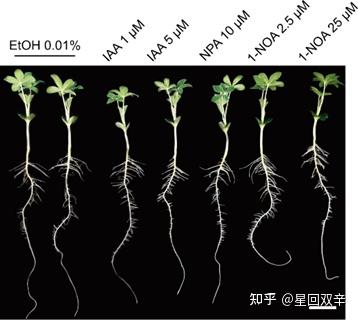 文献阅读(一)——白羽扇豆侧根的发生 - 知乎