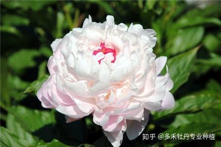 观赏牡丹有哪些种类 知乎