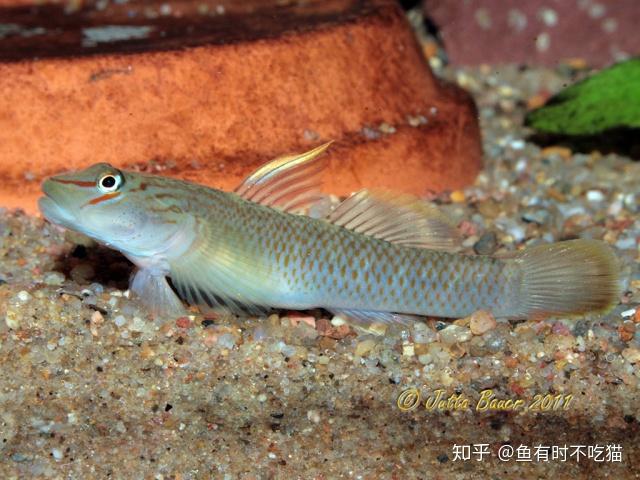 中國原生魚吻蝦虎魚圖鑑