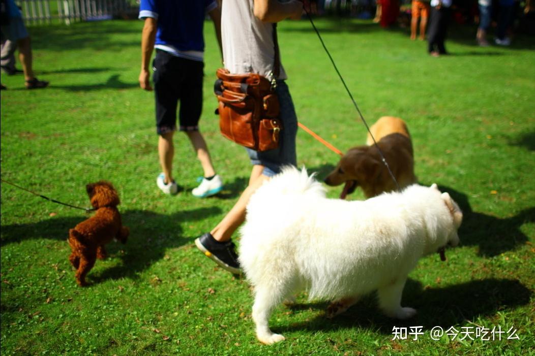 遛狗牵绳的重要性，希望大家都懂！ - 知乎