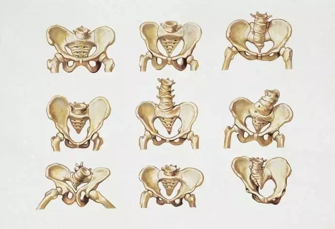 走,臥等基本動作中起到了不可或缺的作用,它由骶骨,尾骨,髖骨共同構成