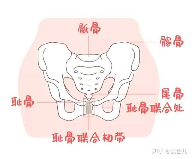 爱密儿提醒产后这个动作小心耻骨联合分离