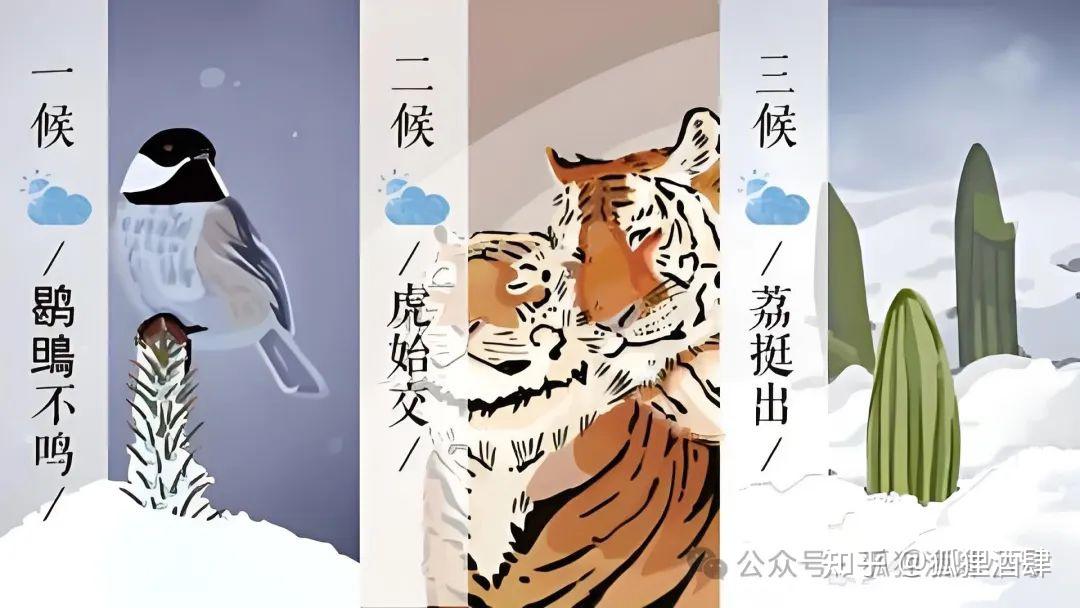 24节气「大雪」有三候:“鹖鴠不鸣、虎始交、荔挺出” - 知乎