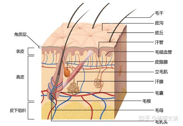 除毛发,甲,汗腺,皮脂腺等皮肤附属器外,还含有丰富的神经,血管,淋巴管