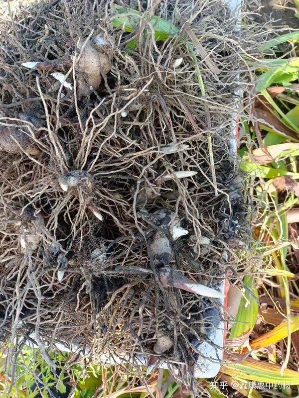 白芨种植,白芨种植技术,白芨种植基地 - 知乎