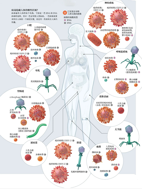 你的身体里,正住着380万亿个病毒