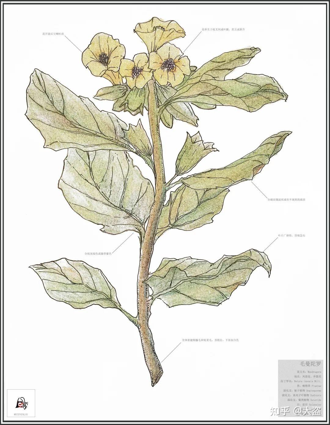 揭秘央美景观大神的手绘本:植物图鉴 - 知乎