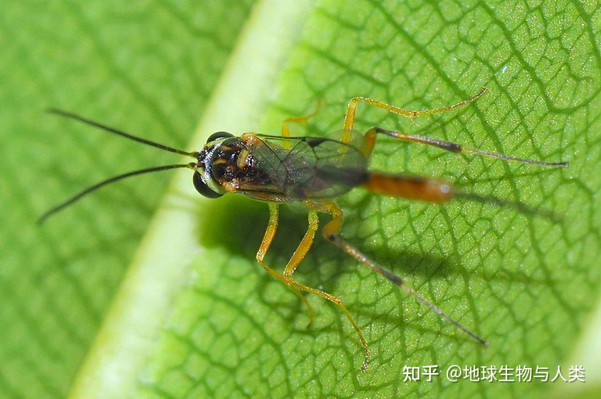 【动物界全系列】瘿蜂总科—瘿蜂科 - 知乎